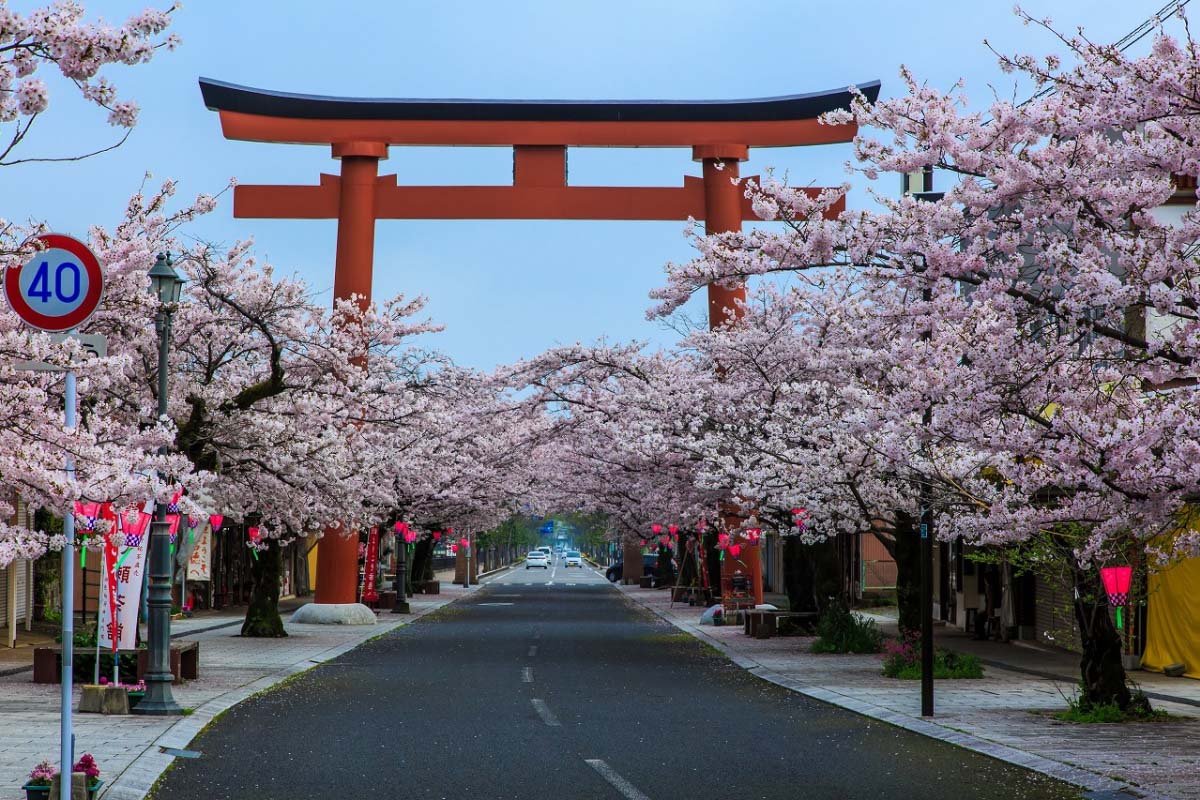 Sakura trees and cityscape